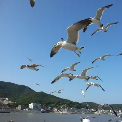 Seokmodo Island - Ganghwa-gun