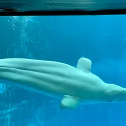 Geoje Sea World - Geoje