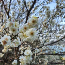 Jisimdo Island - Geoje