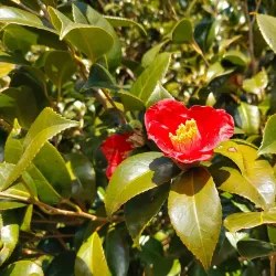 Jisimdo Island - Geoje