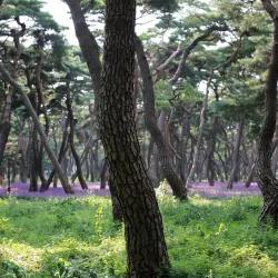 Hwangseong Park - Gimcheon