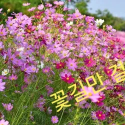 Gimje Cycling Road - Gimje