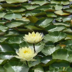 Ilsan Lake Park - Goyang