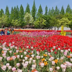 Lake Park Flower Festival - Goyang