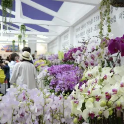 Lake Park Flower Festival - Goyang
