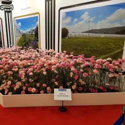 Lake Park Flower Festival - Goyang