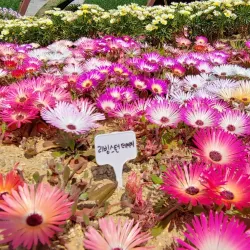 Lake Park Flower Festival - Goyang