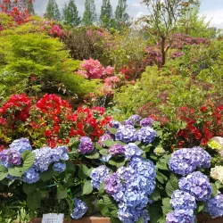 Lake Park Flower Festival - Goyang