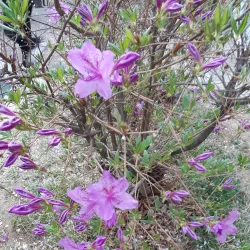 Gunpo Central Park - Gunpo