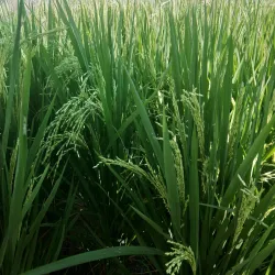 Gunpo Central Park - Gunpo