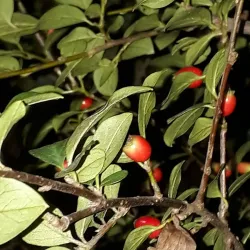 Gwangdeok Park - Gunpo