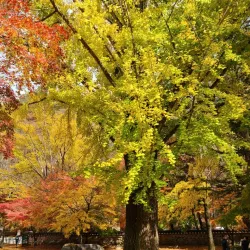 Gwangdeok Park - Gunpo