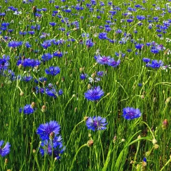 Sangwon Park - Gunpo