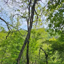 Seoul National University Arboretum - Gwanak-gu