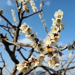Gwangyang Arboretum - Gwangyang