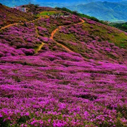 Hwangmaesan Mountain - Gwangyang
