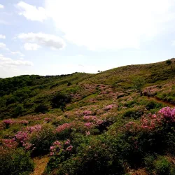 Hwangmaesan Mountain - Gwangyang