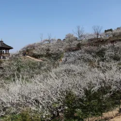 Maehwa Village - Gwangyang