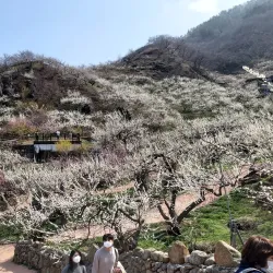 Maehwa Village - Gwangyang