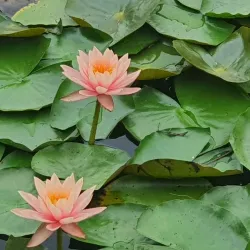 Baegun Lake Park - Gyeonggi