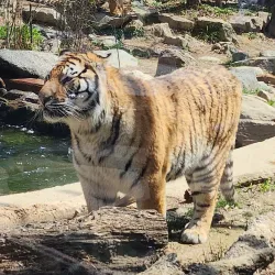 Everland Resort - Gyeonggi