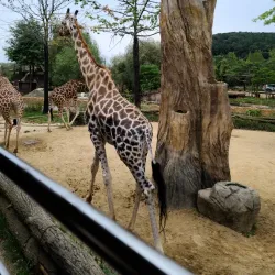 Everland Resort - Gyeonggi