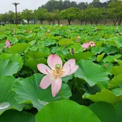 Anapji Pond (Donggung Palace and Wolji Pond) - Gyeongju