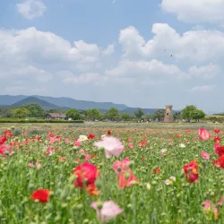 Cheomseongdae Observatory - Gyeongju