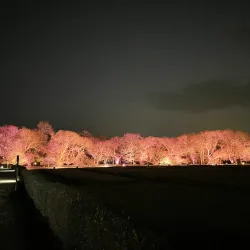 Gyerim Forest - Gyeongju