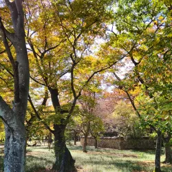 Gyerim Forest - Gyeongju