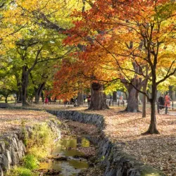 Gyerim Forest - Gyeongju