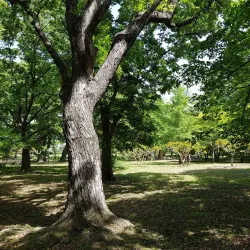 Gyerim Forest - Gyeongju
