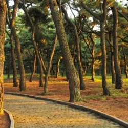 Tumuli Park (Daereungwon Tomb Complex) - Gyeongju