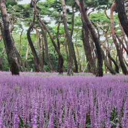 Wolseong Park - Gyeongju