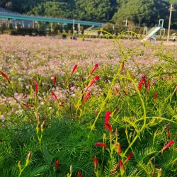 Hadong Rail Bike - Hadong-gun