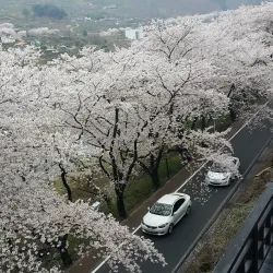 Hwagae Market - Hadong-gun