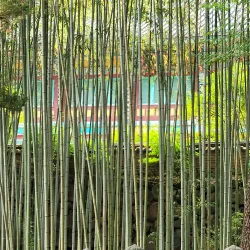 Ssanggyesa Temple - Hadong-gun