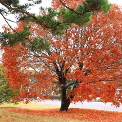 Seolbong Park - Icheon