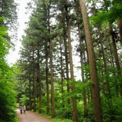 Jangseong Arboretum - Jangseong