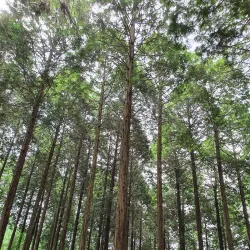 Jangseong Riverside Trail - Jangseong