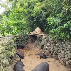 Jeju Folk Village Museum - Jeju
