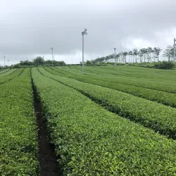 O’sulloc Tea Museum - Jeju