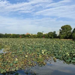 Deokjin Park - Jeonju