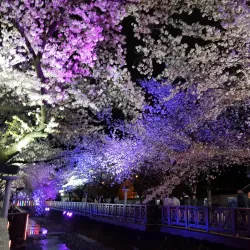Jinhae Dream Park - Jinhae