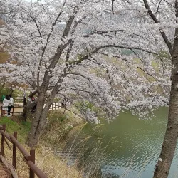 Jinhae Traditional Market - Jinhae