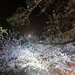 Yeojwacheon Stream - Jinhae