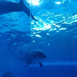 Jangsaengpo Whale Museum (nearby) - Miryang