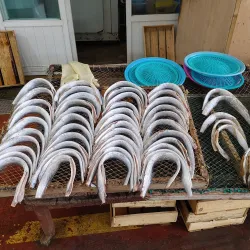 Mokpo Fish Market - Mokpo