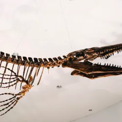 Mokpo Natural History Museum - Mokpo