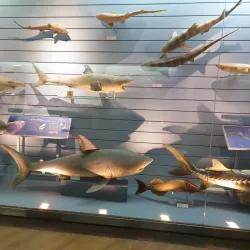 Mokpo Natural History Museum - Mokpo